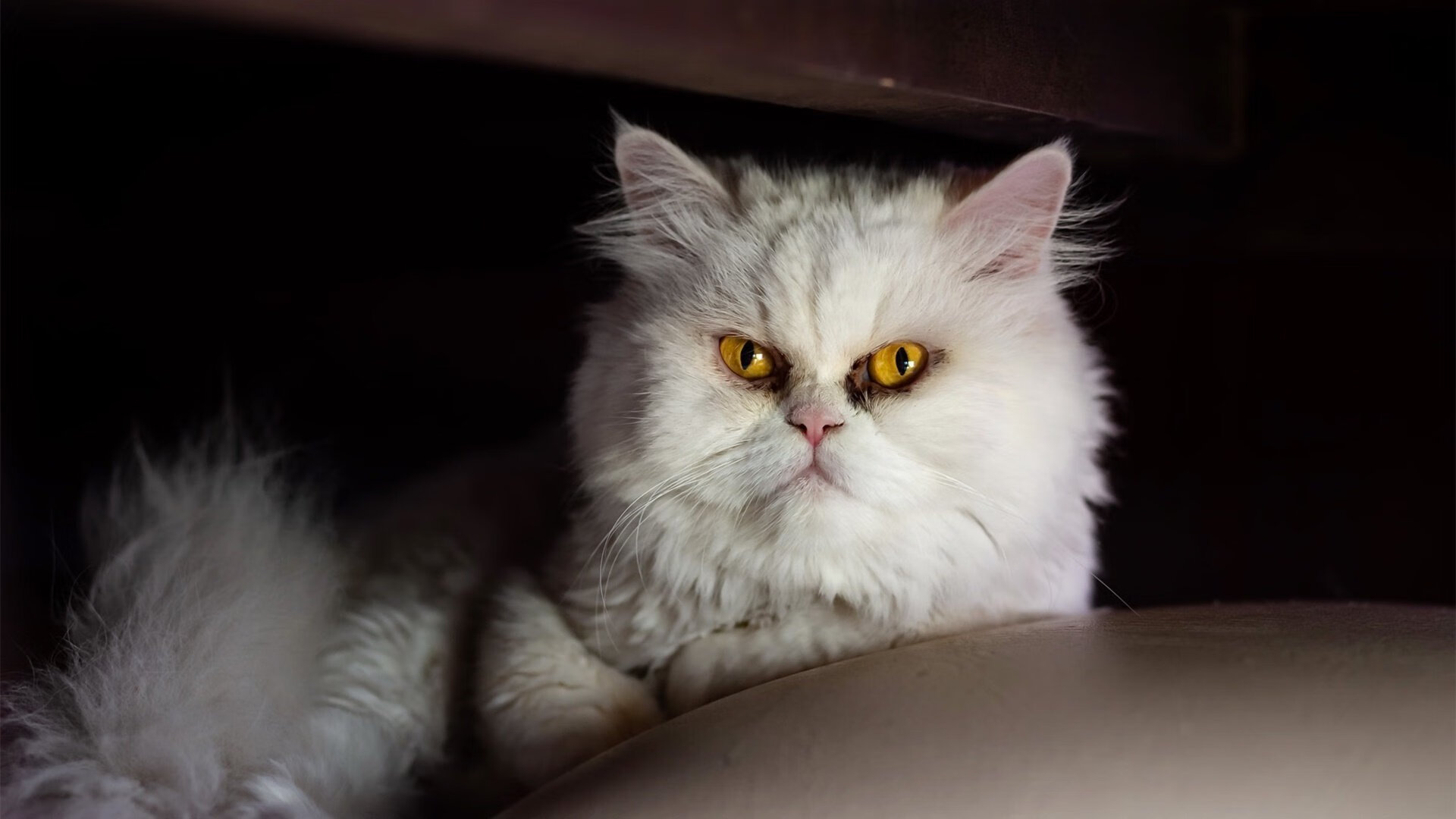 九游网页版官网-电竞职业联赛调整比赛规则，赛事更公平公正，电竞职业竞赛