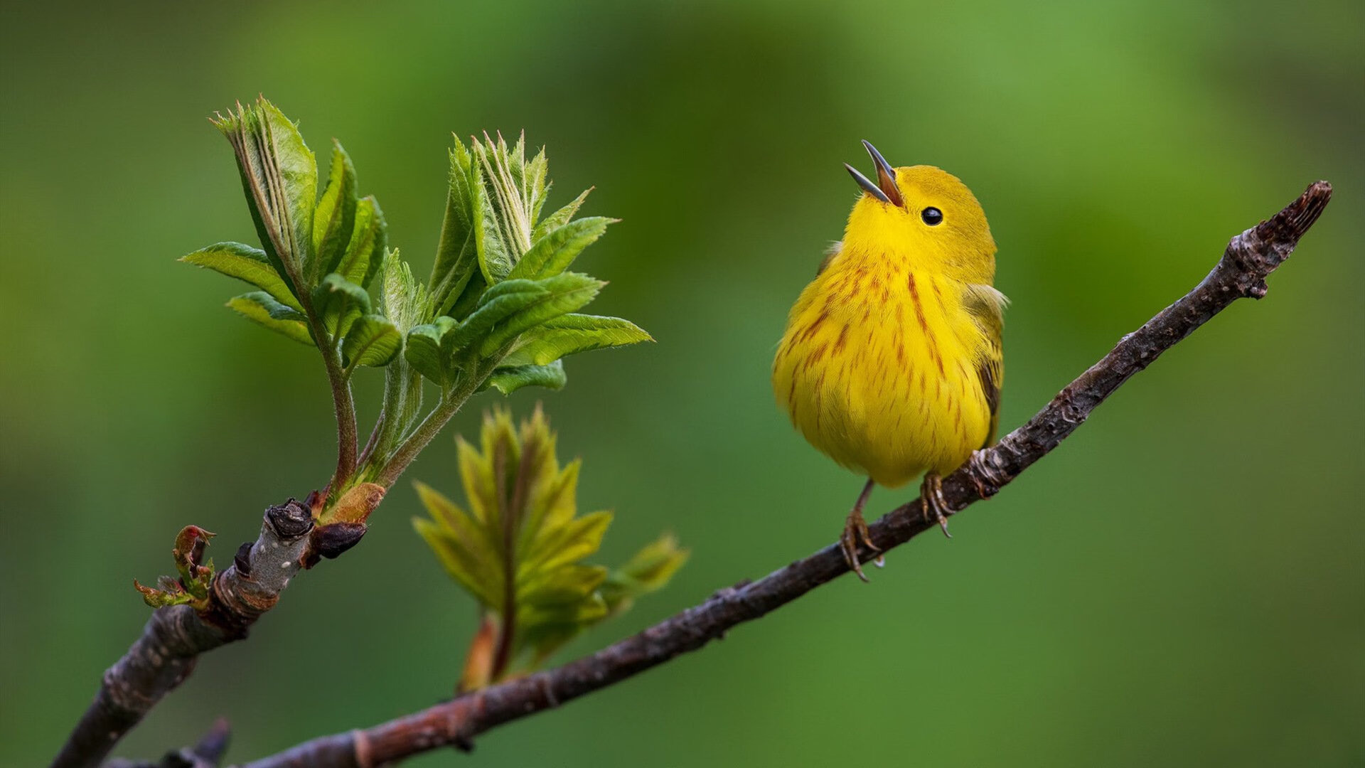 九游官网pc-中国篮球运动赛事安全保障体系建设，篮球赛保障需要哪些东西