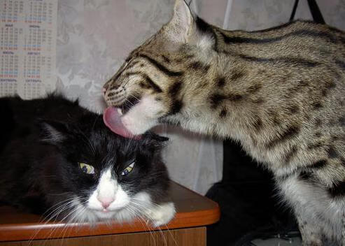 Jiuyou-克罗地亚马术协会建立马匹基因数据库，促进马匹选育与训练。，克罗地亚马塞洛