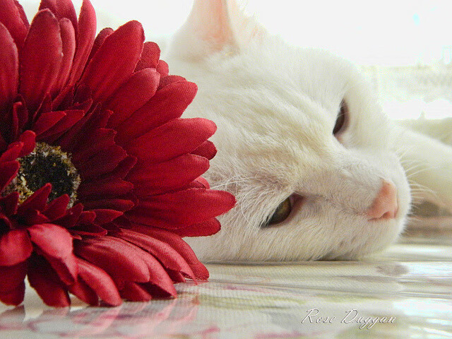 划水深度差异揭示中美战术倾向,中美滑水对抗赛