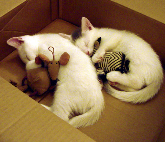 九游官网下载电脑版-“尼古拉斯·桑特基的攻守平衡，为阿根廷美洲狮队注入新活力”