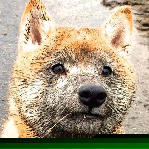 JiuyouAPP下载-乌干达女篮在非洲锦标赛中再创佳绩，体育影响不断扩大，乌干达女子篮球联赛