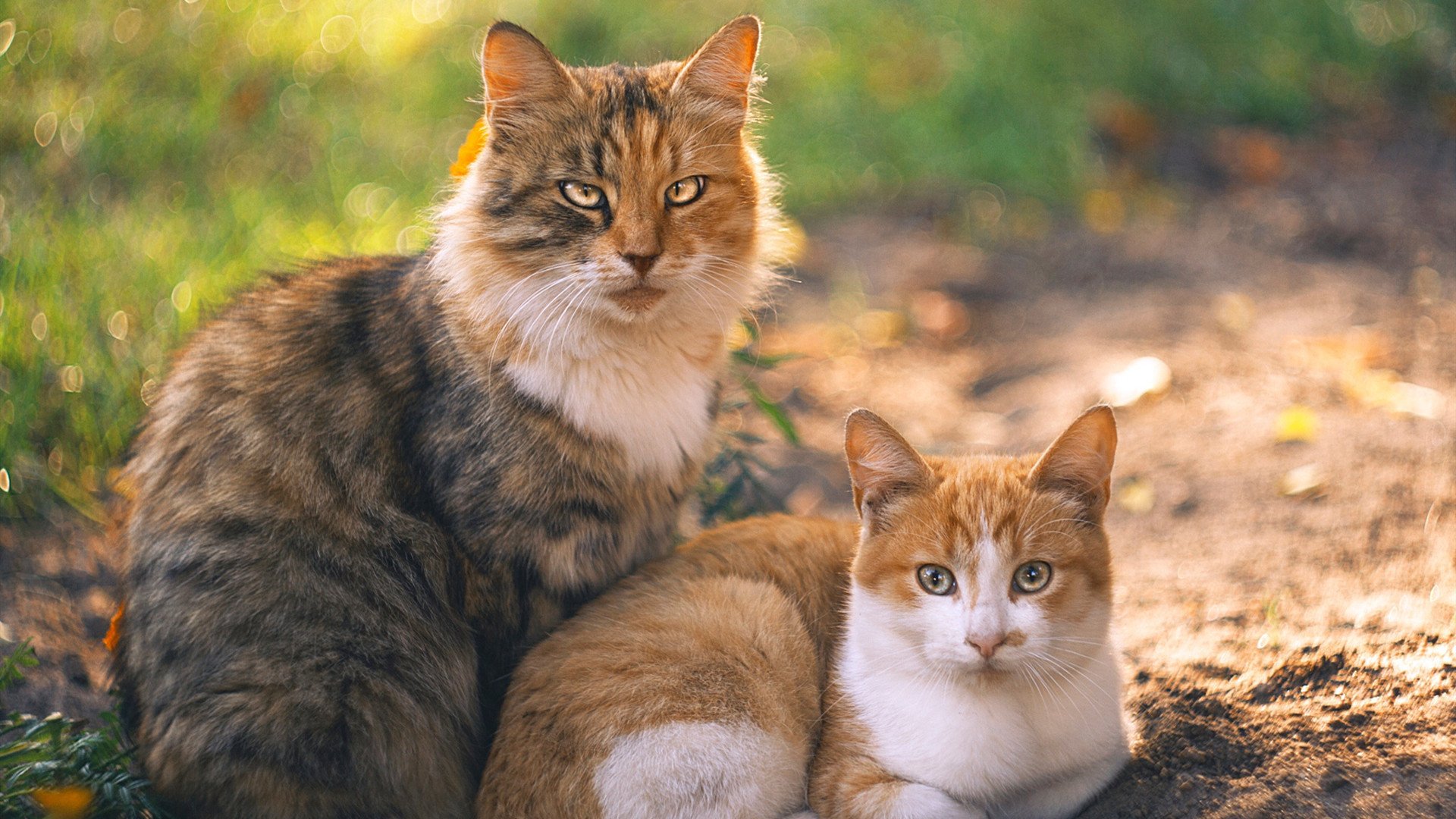 九游网页版官网-瑞安：随着经验积累，逐渐成为全黑队的顶级球员，瑞安足球俱乐部