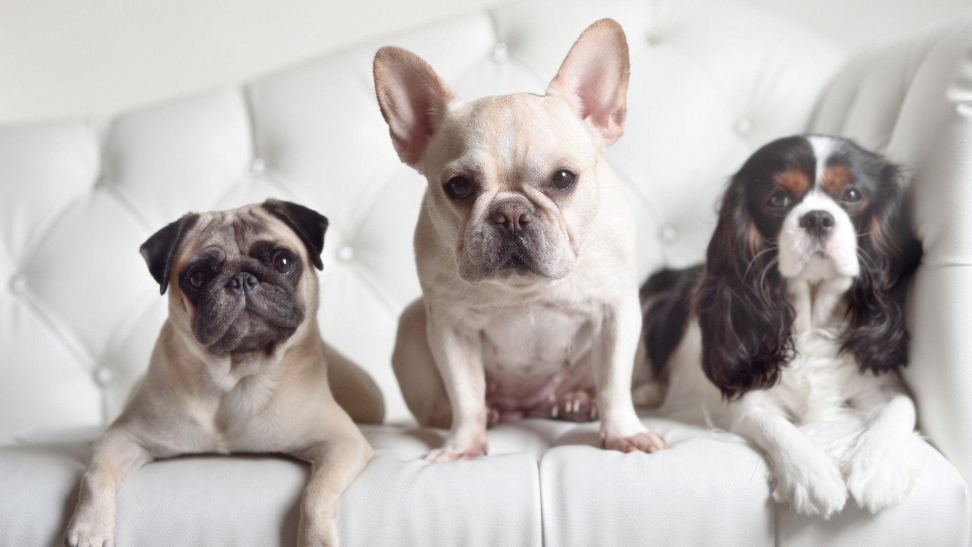 简：敏锐的跑动与极高的技术让他成为对手防线的噩梦，简速是什么意思