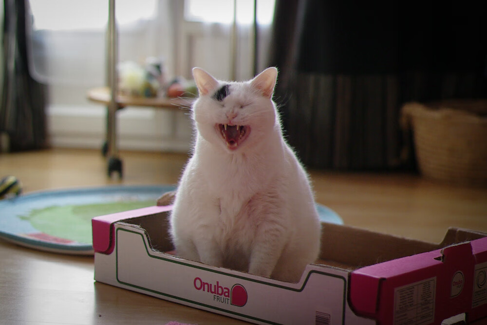 越南男篮在亚洲杯上攻势凌厉，逐步走向世界