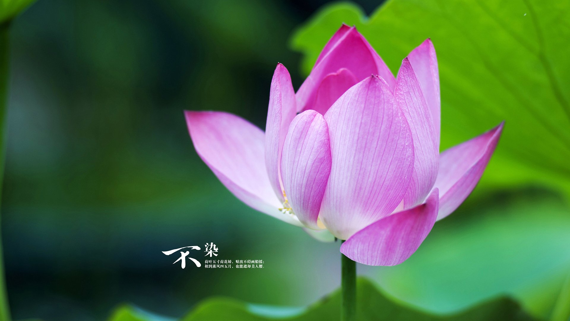 九游登录中心-跳水稳定输出比利时锁定奖牌，跳水比分怎么看