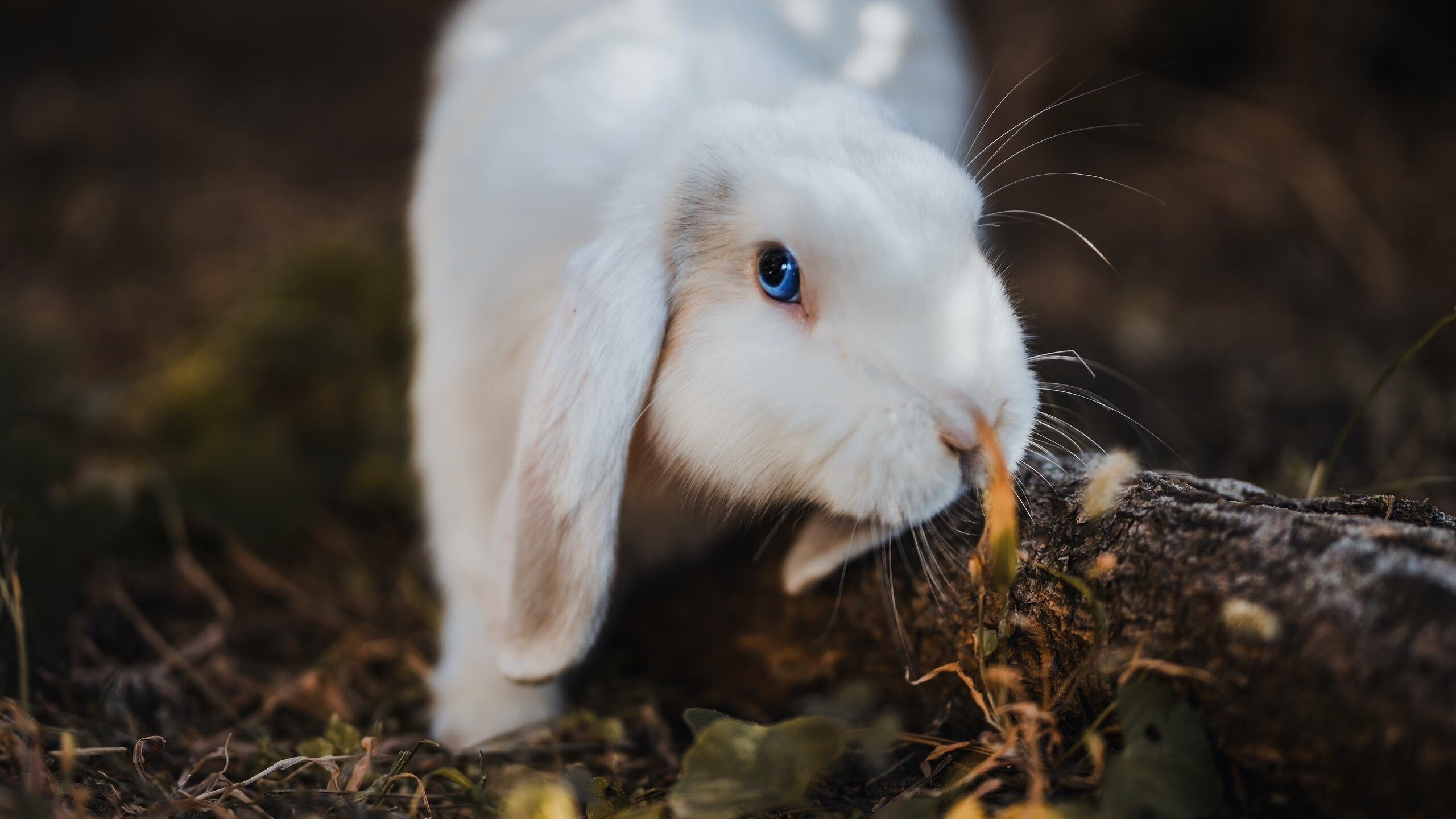 九游娱乐(jiuyou)官方网站-黎巴嫩男篮在西亚锦标赛中奋勇突出，冲击奥运资格，黎巴嫩男篮对中国男篮